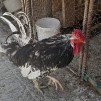 خروس