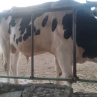 گوساله چاق