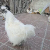 خروس ابریشم و کوشین