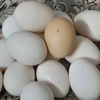 تخم مرغ گلین *فول کیفیت*