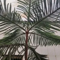 کاج مطبغ