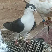 ساده سیاه کاکل