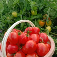 گوجه|خوردنی و آشامیدنی|شیروان (خراسان), |دیوار
