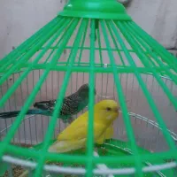 جفت مرغ عشق