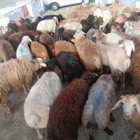 دام زنده پرگوشت (بلوار. باغستان)