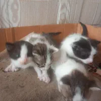 واگذاری بچه گربه