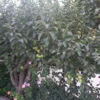 ۶۰۰متر باغچه با بنا بوستان های چهارباغ قیمت کاسبی