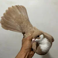 ماده زرد سین‌دق عطیقه