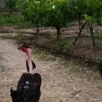 خروس دورگه