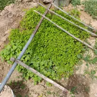 نهال گرجه کبابی