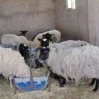 میش رومانوف فرانسه(رومانف) بهترین نژاد چندقلوزای