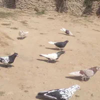 هفت عدد کفتر به فروش میرسه
