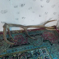 شاخ.گ.و.ز.ن  موجود