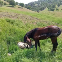 اسب دره شور فروشی نقد
