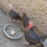 بوقلمون