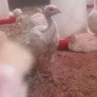 جوجه بوقلمون بیوتی فوق سنگین