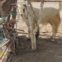نری|حیوانات مزرعه|قلعه گنج, |دیوار