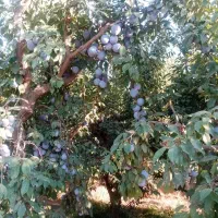 فروش زمین