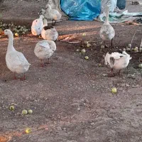 غاز|حیوانات مزرعه|کرمانشاه, |دیوار