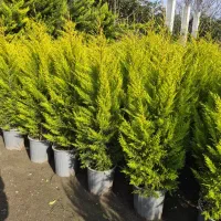 درختچه فضای باز لاوسون ، یاس هلندی ، شمشاد