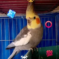 عروس هلندی نر. درجه یک. 100%سخنگو.
