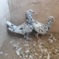 کبوتر خارا