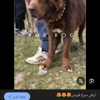 حیوان سرخ