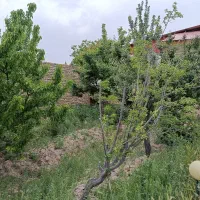 زمین-ویلایی-با-امتیاز-آب-و-برق-ملکی