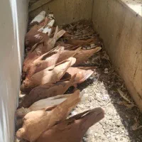 کبوتر رواعب راعبی