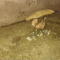 مرغ وخروس وجوجه سبراید