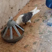 کبوتر|پرنده|زرند, |دیوار