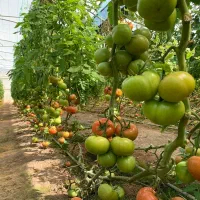 به یک خانوم جهت کار در گلخانه نیازمندیم