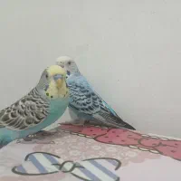 مرغ عشق