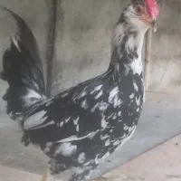 خروس گلین