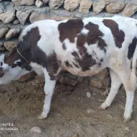 گوساله ۶ ماهه