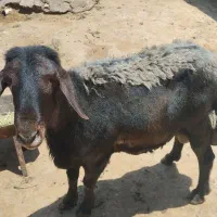 قوچ افشاری لخت پوست گاوی