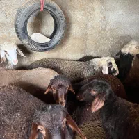 فروش بره چاق مقصد امانی کلاله