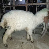 بره ماده