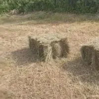 علف شبدر