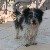 سگ پشمالو نر