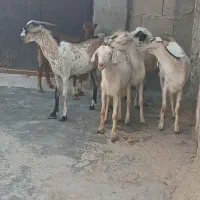 فروش چندعددنری شهری وگیسه وکهره نزارچاق چله