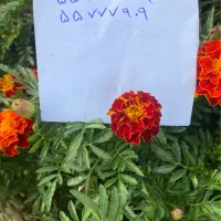 دو عدد خط ثابت شماره خط رند منتطقه۱۷ فلاح