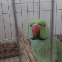 طوطی ملنگو