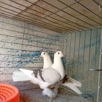 فروش کبوتر علاوتر معاوضه با قناری