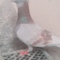 دو عدد کبوتر پلاکی نر
