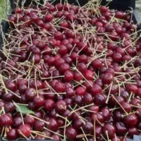 آلبالو تازه محلی اورگانیک