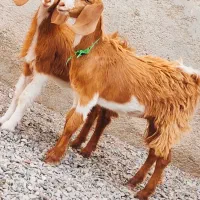 جفت کهره نر و ماده دوقلو