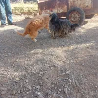 سک پشمالو ماده