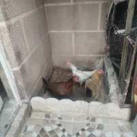 مرغ کوردی
