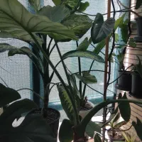 گل آپارتمانی